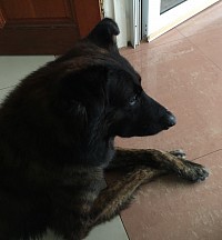 Max, a Dutch Shepherd who never failed to cross his forelegs.