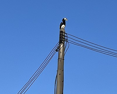 Within the hornbill’s nest with my furry friends!