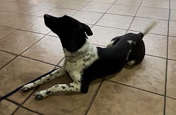 Attentive Training