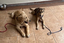 Dogs Socializing
