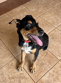 Max Junior is a mixed breed listening attentively during obedience class!