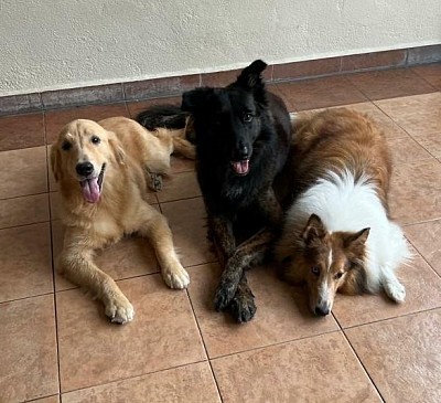 Dog Obedience Training