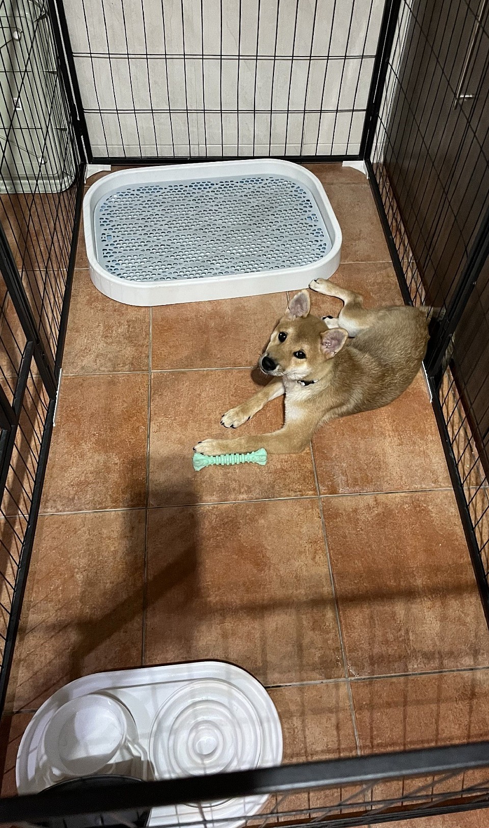 Small breeds and puppies, boarding indoors.