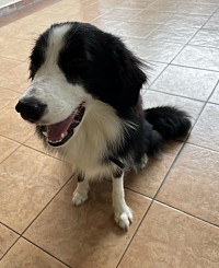 Charlie has had a basic training, but needs to improve his manners at home and in public places.