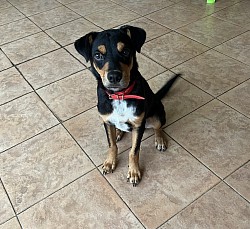 Puppy Obedience Training