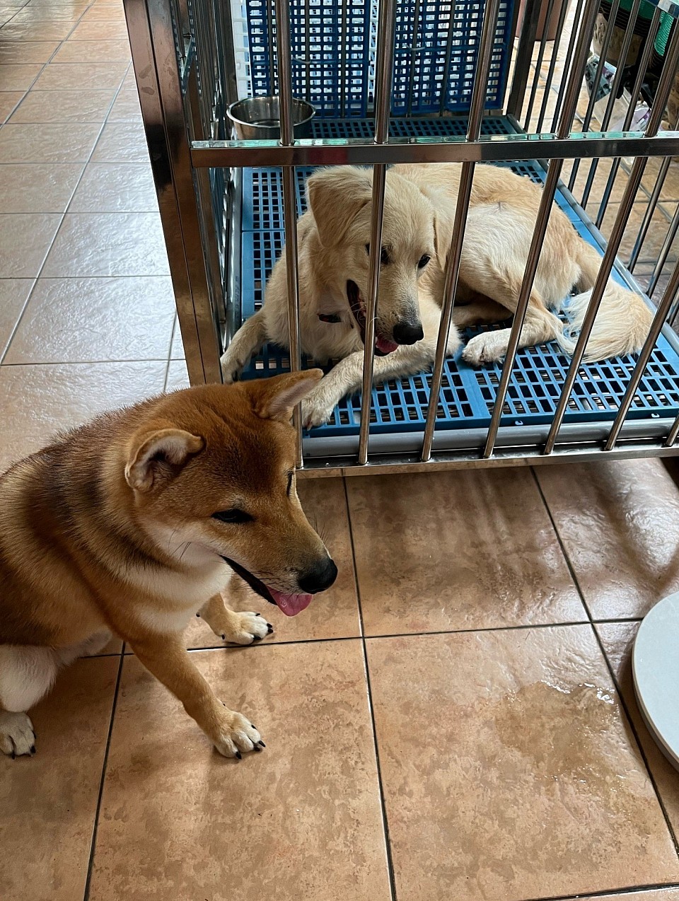 Our dog crates are spacious with good airflow, good outside view, and are conducive for dog/puppy interaction.
