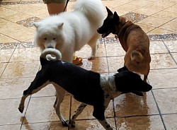 CrossPawsK9 Dog Obedience Training Malaysia