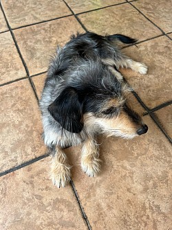 CrossPawsK9 Happy Clients, Training Dachshund