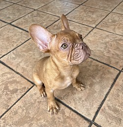CrossPawsK9 Happy Clients, Training French Bulldog