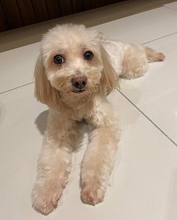 CrossPawsK9 Happy Clients, Training Toy Poodle