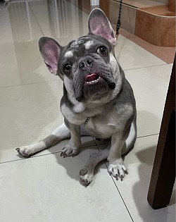 CrossPawsK9 Dog Obedience Training Malaysia