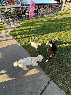 Dogs Socializing and Play