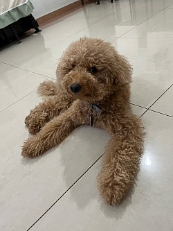 Dog Behavioral Training