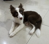 Coco 14 weeks - Puppy Obedience Training