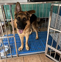 German Shepherd - Puppy Obedience Training