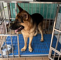 CrossPawsK9 - Dogs Boarding