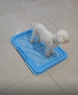 Potty